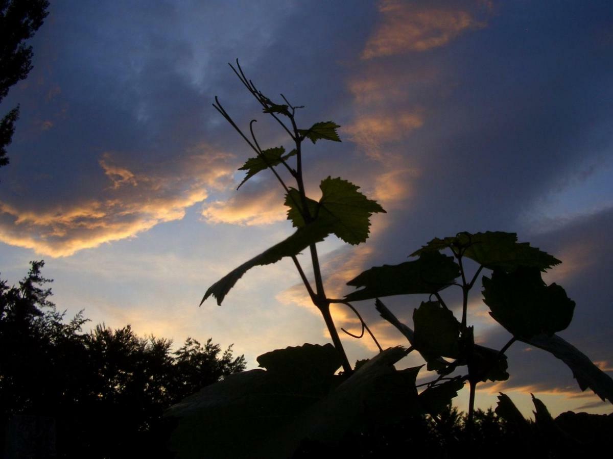 Weingut- Gaestezimmer Marko Лойчах Экстерьер фото