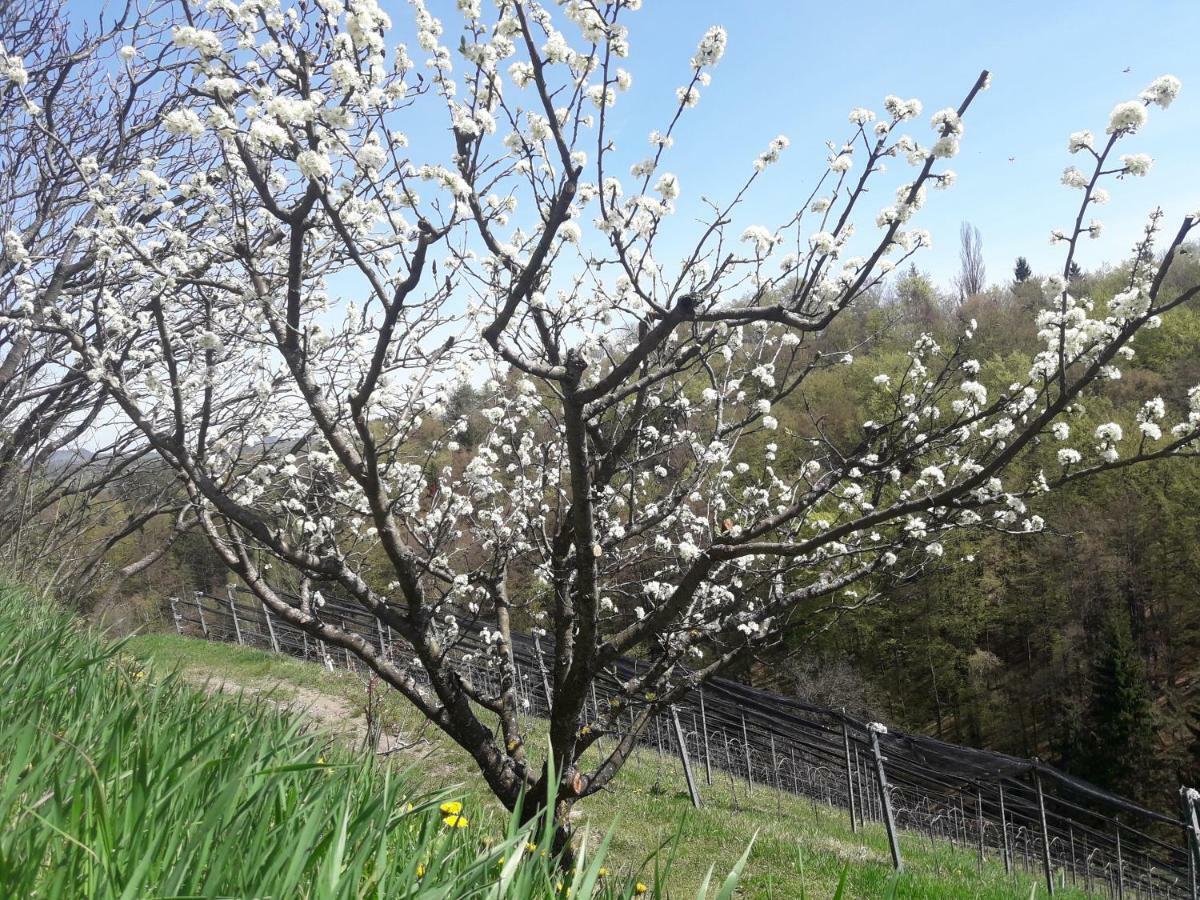 Weingut- Gaestezimmer Marko Лойчах Экстерьер фото